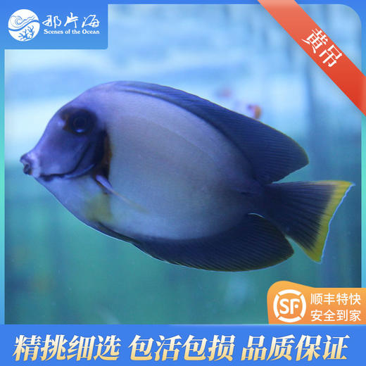 黄吊Acanthurus pyroferus 商品图2