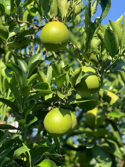 2025云南哀牢山青皮冰糖橙 净重4斤和9斤中果大果规格 包邮 商品图5