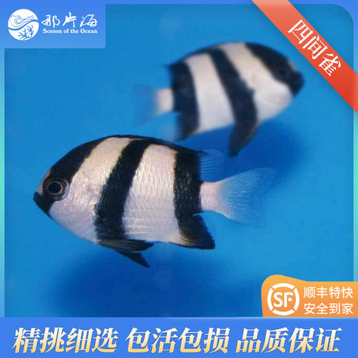 四间雀Dascyllus melanurus 商品图1