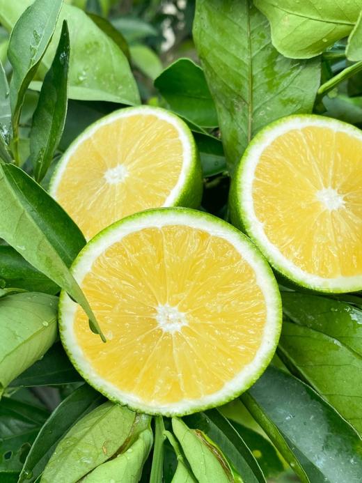 2025云南哀牢山青皮冰糖橙 净重4斤和9斤中果大果规格 包邮 商品图6