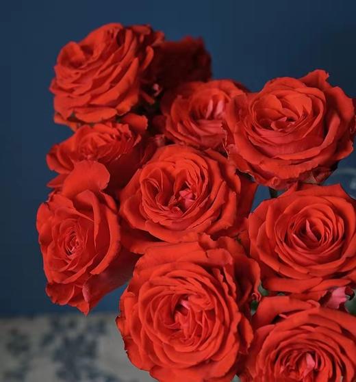 昆明发货昆明国产优质玫瑰摩羯座910支打包会裁剪部分长度全国顺丰