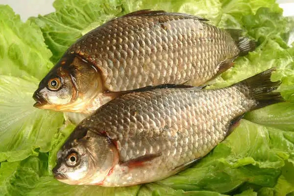 931鲫鱼 活鱼550克 以上劏净 配葱姜