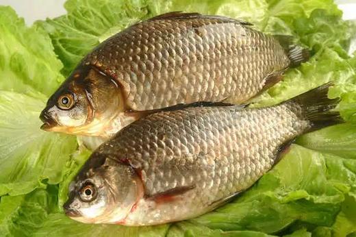 931鲫鱼 活鱼550克 以上劏净 配葱姜 商品图0