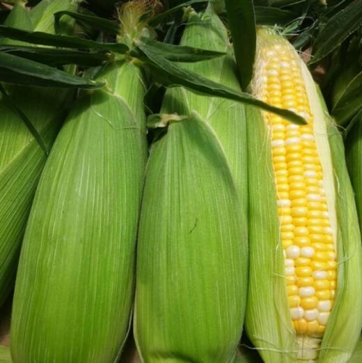 新鲜玉米  鲜甜爆汁颗粒饱满  5根 商品图1