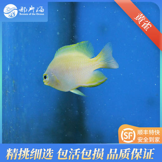 黄雀Pomacentrus moluccensis 商品图0