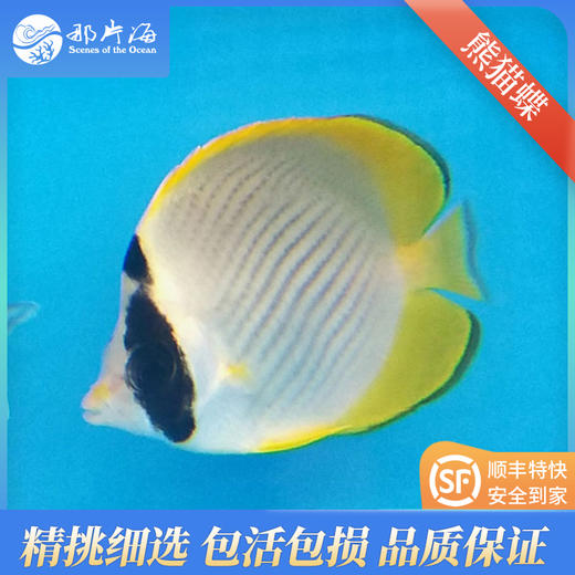 熊猫蝶Chaetodon adiergastos 商品图0