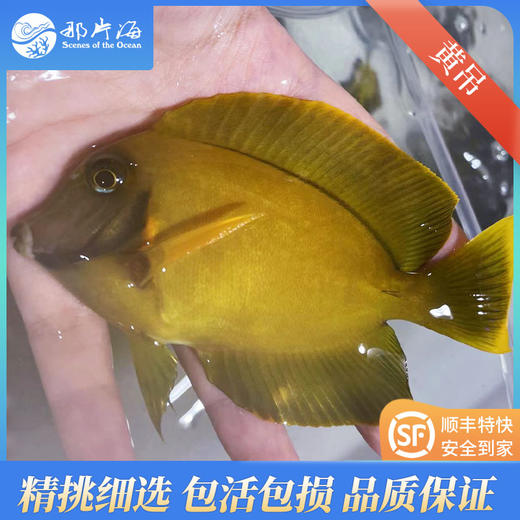 黄吊Acanthurus pyroferus 商品图1