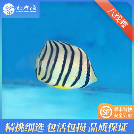 八线蝶Chaetodon octofasciatus 商品图1
