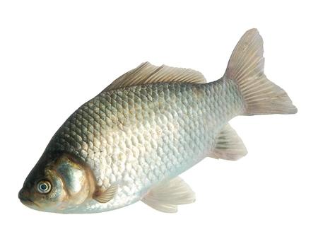 931鲫鱼 活鱼550克 以上劏净 配葱姜 商品图1