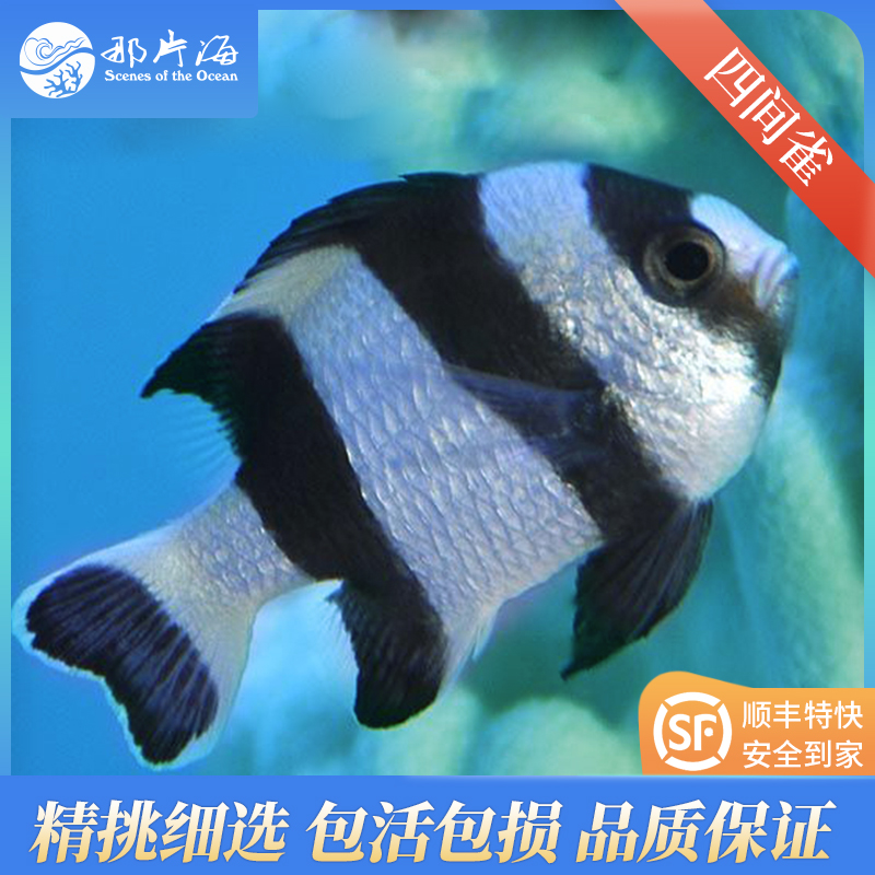 四间雀Dascyllus melanurus