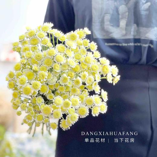 【AB级荷包蛋小雏菊】5支/份 商品图3