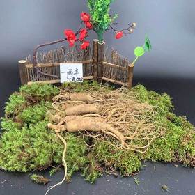 【食品酒水】东北特产长白山人参带土鲜参多规格多用途