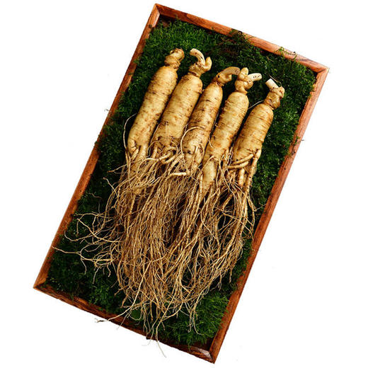 【食品酒水】新鲜人参长白山人参500g泡酒滋补煲汤东北特产 商品图4