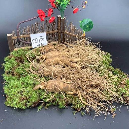 【食品酒水】东北特产长白山人参带土鲜参多规格多用途 商品图3