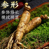 【食品酒水】新鲜人参长白山人参500g泡酒滋补煲汤东北特产 商品缩略图2