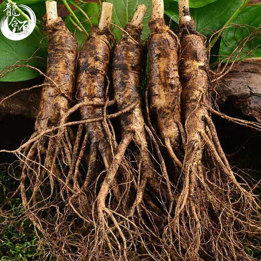 【食品酒水】鲜人参500g长白山人参带土鲜参泡酒煲汤参坏包赔现挖现卖 商品图0