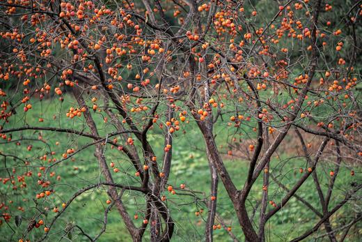 从化·“柿”外桃源·莲麻小镇一天摄影<臻享1元>10月22日 商品图1
