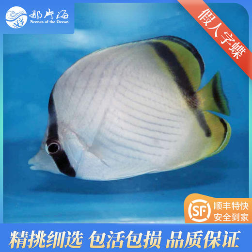 假人字蝶Chaetodon vagabundus 商品图1