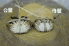 食材挑选大全之——螃蟹 商品缩略图0