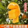 【屈乡脐橙-纽荷尔脐橙】湖北秭归 新鲜当季水果 现摘现发 脐橙纽荷尔 甘甜多汁  补充维C 商品缩略图0