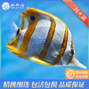 三间火箭Chelmon rostratus 商品缩略图3