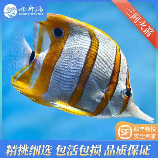 三间火箭Chelmon rostratus 商品图3