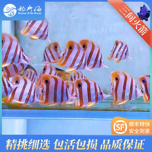 三间火箭Chelmon rostratus 商品图2