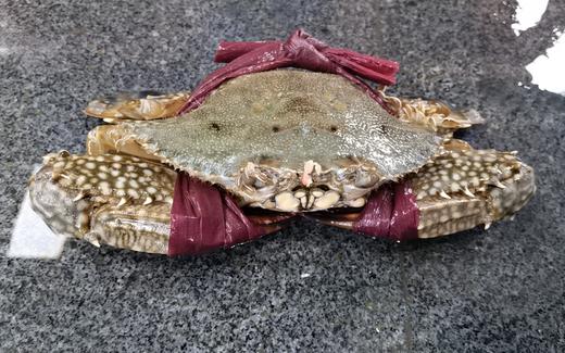 鲜活沙母蟹 /斤 商品图2
