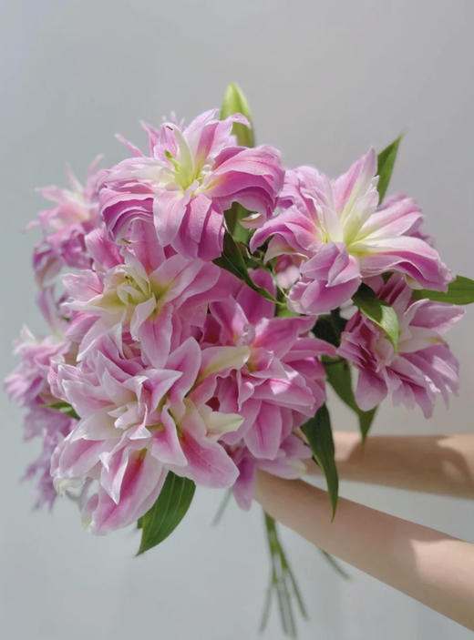 百合 ｜ 红丝带 商品图0