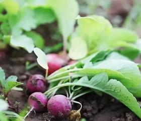  教你用花盆在家里种菜，创造自己的一片小菜园！ 
