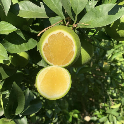 2025云南哀牢山青皮冰糖橙 净重4斤和9斤中果大果规格 包邮 商品图0