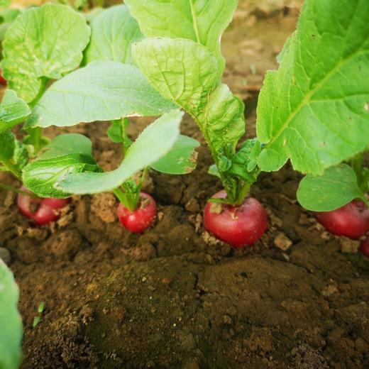 樱桃箩卜（基地现摘） 商品图2