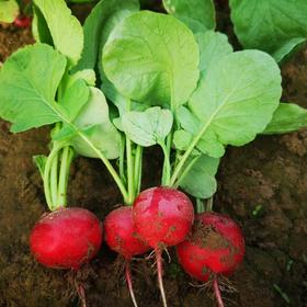 樱桃箩卜（基地现摘）