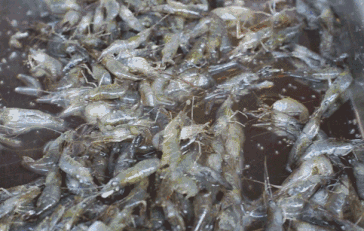 食材挑选大全之——虾