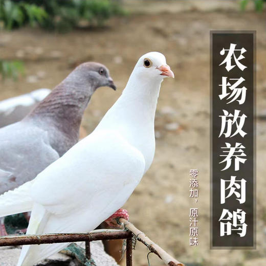 华禾绿源 生态鸽子 乳鸽（两只装） 商品图0