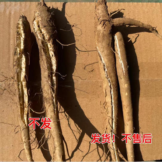 大凉山鲜挖甜当归  独脚当归 粉糯清香 现挖现发 商品图5