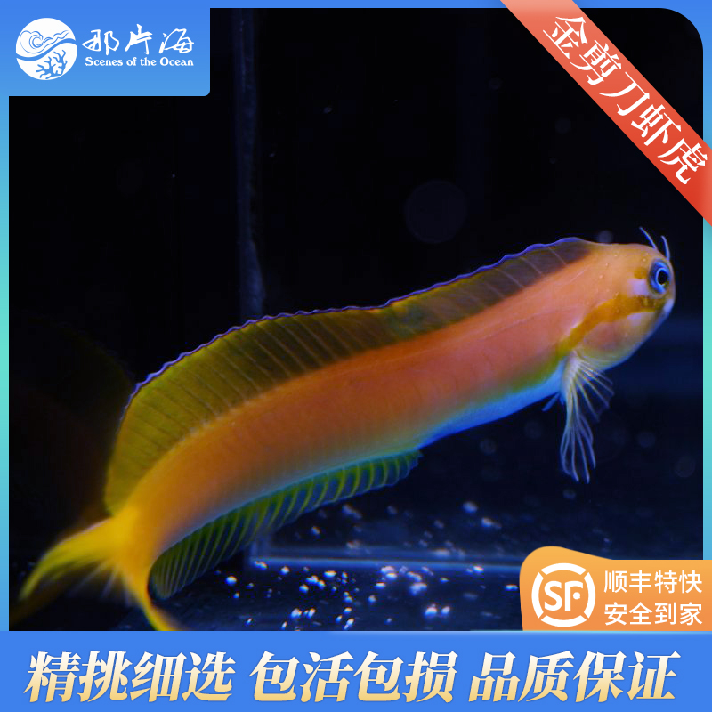 斯里兰卡金剪刀虾虎Ecsenius midas