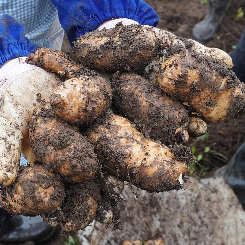 云南昭通小草坝天麻中果带箱500g 新鲜天麻 产地直发