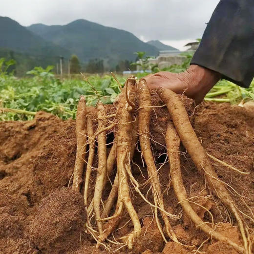 大凉山鲜挖甜当归  独脚当归 粉糯清香 现挖现发 商品图4