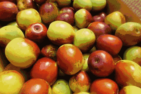 食材挑选大全之——冬枣