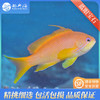 蓝眼海金鱼/蓝眼宝石Pseudanthias squamipinnis 商品缩略图1