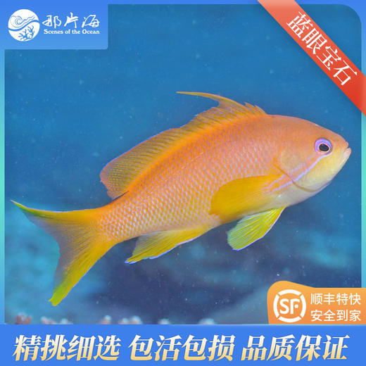 蓝眼海金鱼/蓝眼宝石Pseudanthias squamipinnis 商品图1