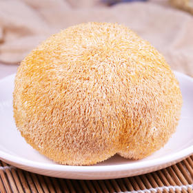 【干货精选】福建干猴头菇 无熏硫小火烘干 菌肉坚实菌刺短 懂胃专家 煲汤养胃 让你的胃暖暖的