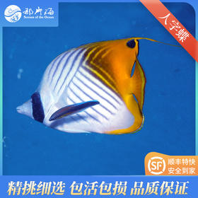 人字蝶Chaetodon auriga