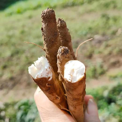 大凉山现挖甜当归  独脚当归  粉糯清香 现挖现发 商品图1