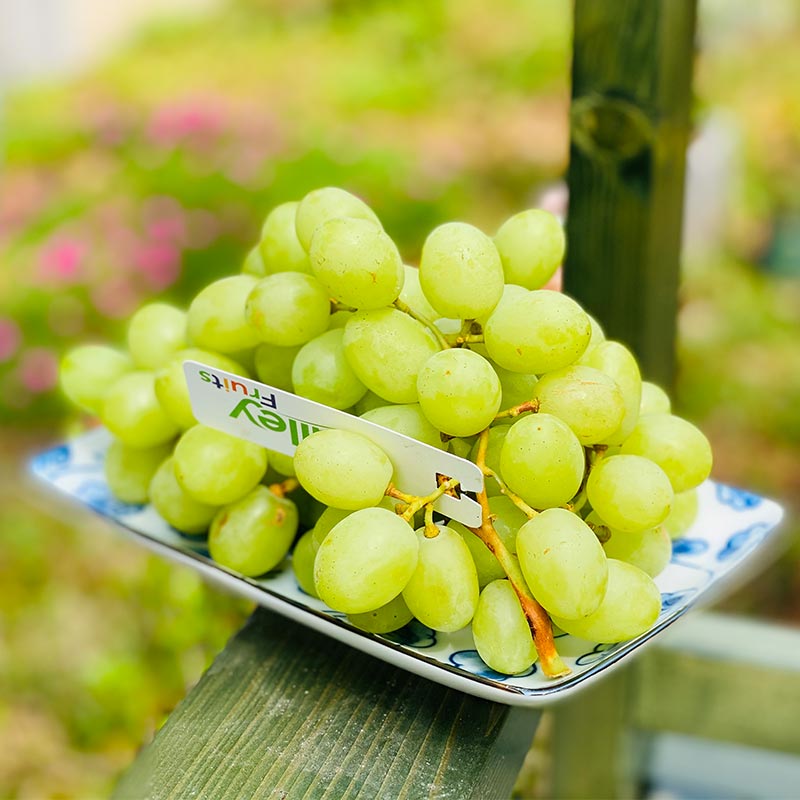澳洲空运秋天酥  |  高级青提，皮薄甜心脆，牙齿一碰就爆炸，清新甜蜜蜜，没来得及洗就咔嚓嚓！