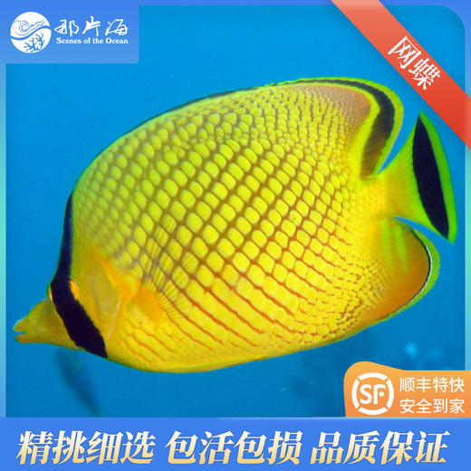 网蝶Chaetodon rafflesi 商品图1