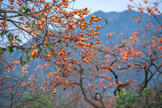 从化·“柿”外桃源·莲麻小镇一天摄影<臻享1元>10月22日 商品图2
