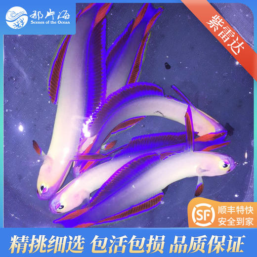 紫雷达Nemateleotris decora 商品图1