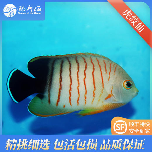 虎纹仙Centropyge Eibli 商品图2